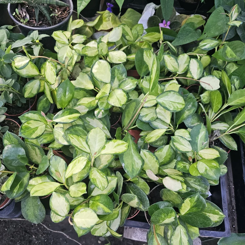 Variegated Hoya Australis Lisa Live Plant – 4in Nursery Pot – Indoor Houseplant - Image 3