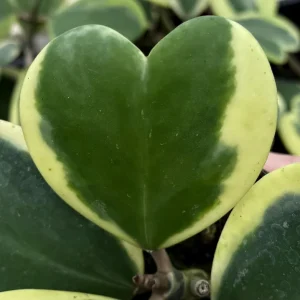 Variegated Hoya Kerrii Live Plant – Sweetheart Succulent – 4 Inch Pot – Indoor - Image 2