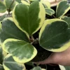 Variegated Hoya Kerrii Live Plant – Sweetheart Succulent – 4 Inch Pot – Indoor - Image 1