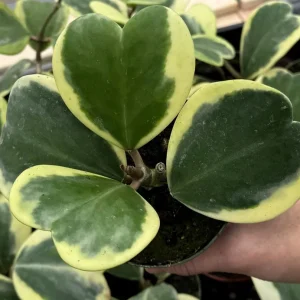 Variegated Hoya Kerrii Live Plant – Sweetheart Succulent – 4 Inch Pot – Indoor - Image 1