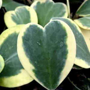 Variegated Hoya Kerrii Live Plant – Sweetheart Succulent – 4 Inch Pot – Indoor - Image 3