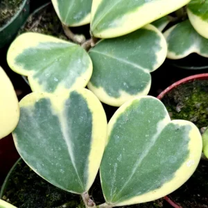 Variegated Hoya Kerrii Live Plant – Sweetheart Succulent – 4 Inch Pot – Indoor - Image 4