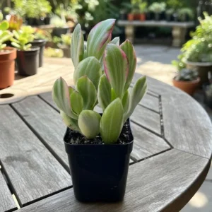 Variegated Jade Live Plant - Crassula Ovata Succulent Houseplant, 4 inch pot, Indoor - Image 2