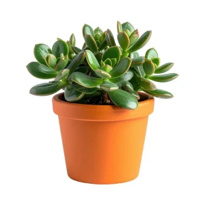 Variegated Jade Live Plant - Crassula Ovata Succulent Houseplant, 4 inch pot, Indoor - Image 3