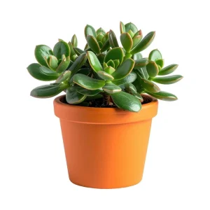 Variegated Jade Live Plant - Crassula Ovata Succulent Houseplant 4 inch Pot - Image 3