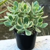 Variegated Jade Live Plant - Crassula Ovata Succulent Houseplant 4 inch Pot - Image 1