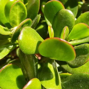 Variegated Jade Live Plant - Crassula Ovata Succulent Houseplant 4 inch Pot - Image 4