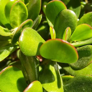 Variegated Jade Live Plant - Crassula Ovata Succulent Houseplant, 4 inch pot, Indoor - Image 4