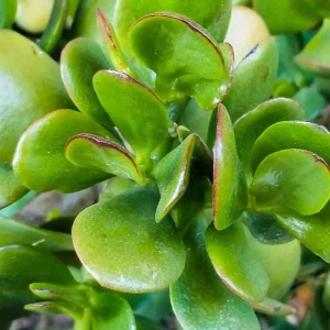 Variegated Jade Live Plant - Crassula Ovata Succulent Houseplant 4 inch Pot - Image 5