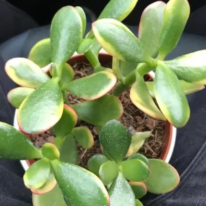 Variegated Jade Live Plant - Crassula Ovata Succulent Houseplant 4 inch Pot - Image 6