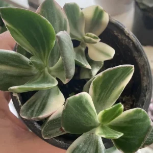 Variegated Jade Live Plant - Crassula Ovata Succulent Houseplant 4 inch Pot - Image 7