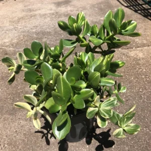 Variegated Jade Live Plant - Crassula Ovata Succulent Houseplant 4 inch Pot - Image 8