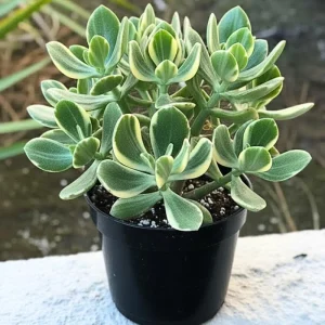 Variegated Jade Live Plant - Crassula Ovata Succulent Houseplant, 4 inch pot, Indoor - Image 1