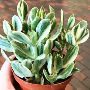Variegated Jade Plant Live Succulent - 4-inch Tall, 3.5-inch Pot Indoor - Image 2