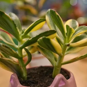 Variegated Jade Plant Live Succulent - 4-inch Tall, 3.5-inch Pot Indoor - Image 3