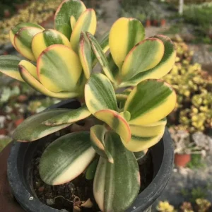 Variegated Jade Plant Live Succulent - 4-inch Tall, 3.5-inch Pot Indoor - Image 4
