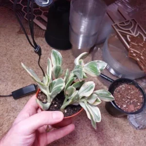 Variegated Jade Plant Live Succulent - 4-inch Tall, 3.5-inch Pot Indoor - Image 5