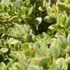 Variegated Jade Plant Live Succulent - 4-inch Tall, 3.5-inch Pot Indoor - Image 1