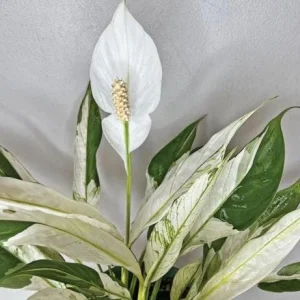 Variegated Peace Lily Live Plant - Spathiphyllum - Indoor/Outdoor - 4-6 Inch Tall - Image 2