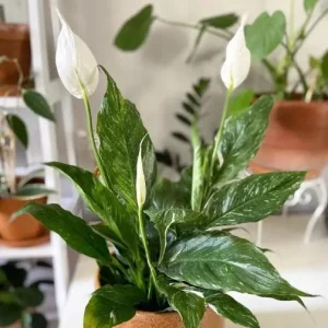 Variegated Peace Lily Live Plant - Spathiphyllum - Indoor/Outdoor - 4-6 Inch Tall - Image 3