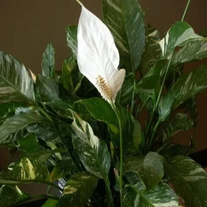 Variegated Peace Lily Live Plant - Spathiphyllum - Indoor/Outdoor - 4-6 Inch Tall - Image 4