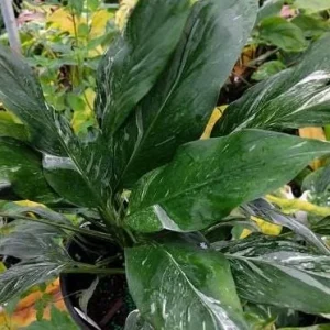 Variegated Peace Lily Live Plant - Spathiphyllum - Indoor/Outdoor - 4-6 Inch Tall - Image 5