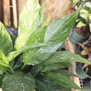 Variegated Peace Lily Live Plant - Spathiphyllum - Indoor/Outdoor - 4-6 Inch Tall - Image 6