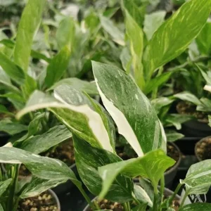 Variegated Peace Lily Live Plant - Spathiphyllum - Indoor/Outdoor - 4-6 Inch Tall - Image 7