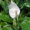 Variegated Peace Lily Live Plant - Spathiphyllum - Indoor/Outdoor - 4-6 Inch Tall - Image 1