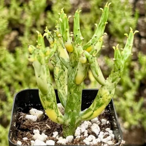 Variegated Pencil Cactus Live Plant - Euphorbia tirucalli 'Variegata' - 4 Inch Pot - Image 2