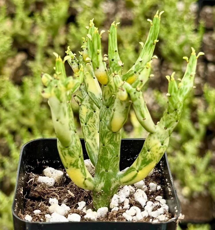 Variegated Pencil Cactus Live Plant - Euphorbia tirucalli 'Variegata' - 4 Inch Pot - Image 2