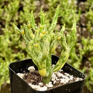 Variegated Pencil Cactus Live Plant - Euphorbia tirucalli 'Variegata' - 4 Inch Pot - Image 3