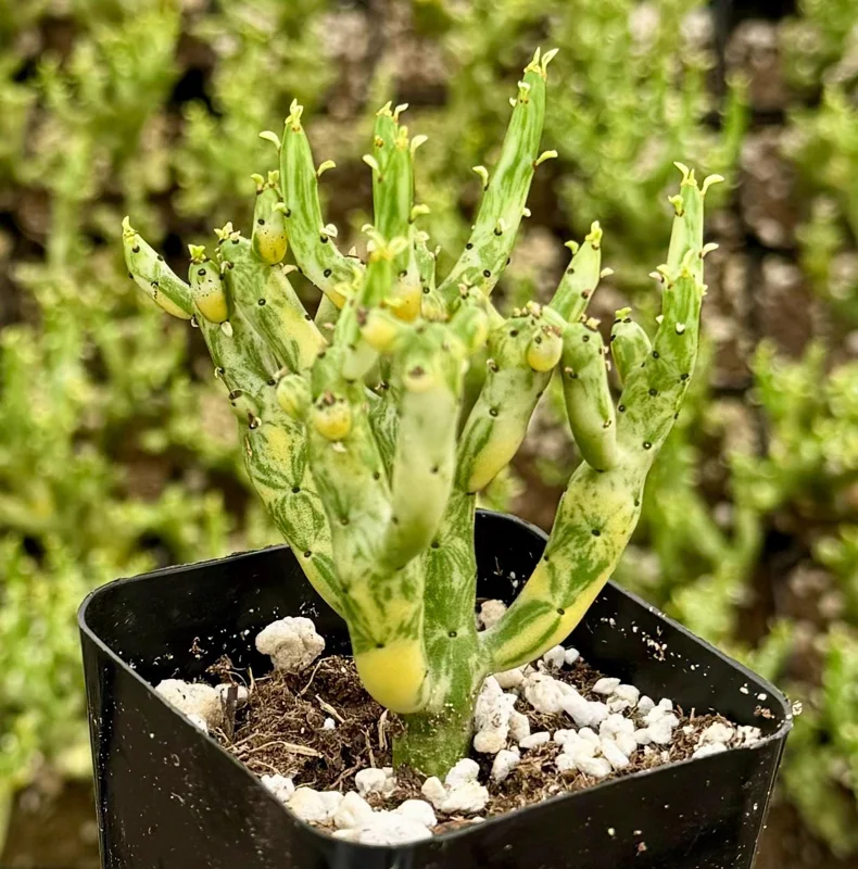 Variegated Pencil Cactus Live Plant - Euphorbia tirucalli 'Variegata' - 4 Inch Pot - Image 3
