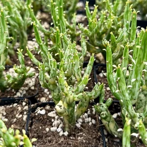 Variegated Pencil Cactus Live Plant - Euphorbia tirucalli 'Variegata' - 4 Inch Pot - Image 4