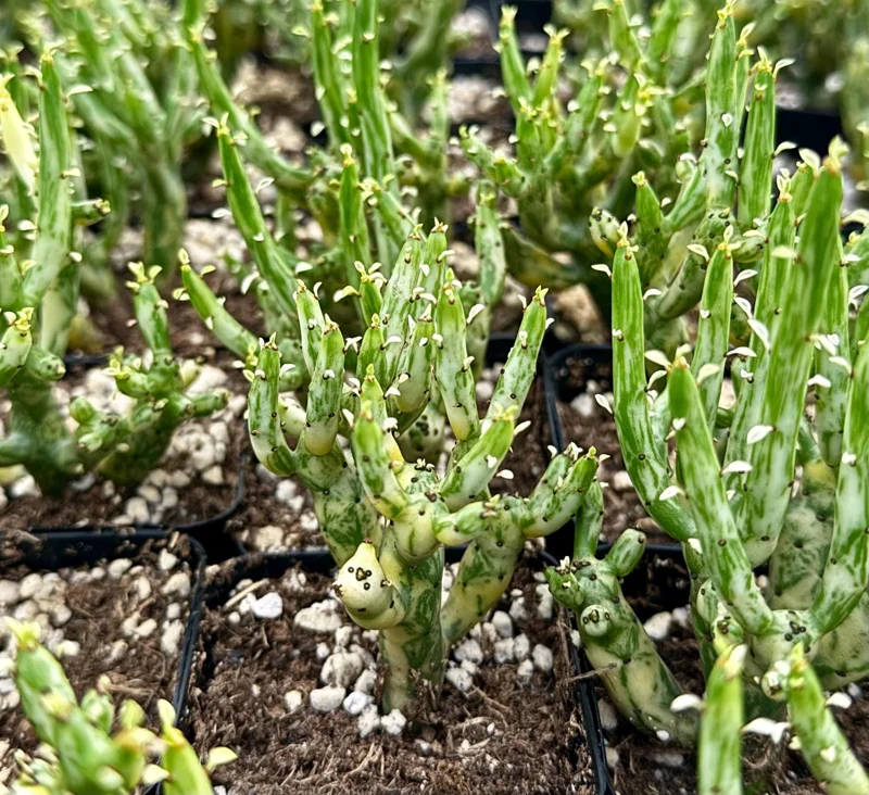 Variegated Pencil Cactus Live Plant - Euphorbia tirucalli 'Variegata' - 4 Inch Pot - Image 4
