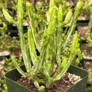Variegated Pencil Cactus Live Plant - Euphorbia tirucalli 'Variegata' - 4 Inch Pot - Image 5