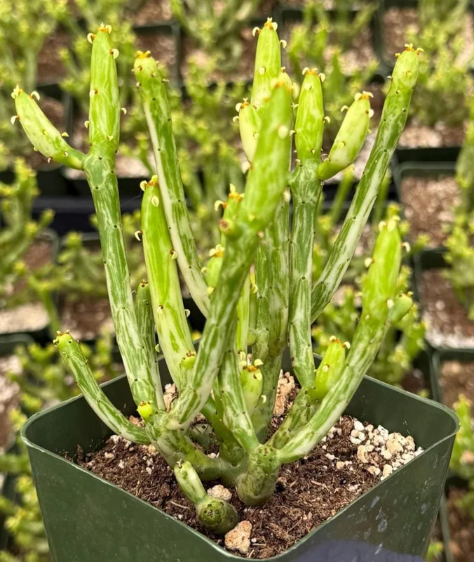 Variegated Pencil Cactus Live Plant - Euphorbia tirucalli 'Variegata' - 4 Inch Pot - Image 5