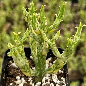 Variegated Pencil Cactus Live Plant - Euphorbia tirucalli 'Variegata' - 4 Inch Pot - Image 1