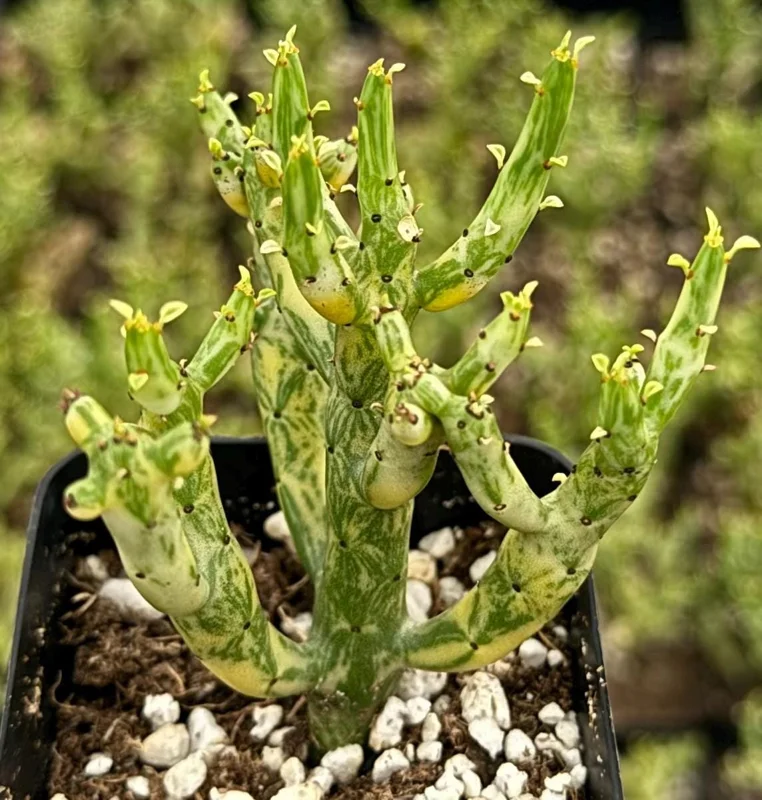 Variegated Pencil Cactus Live Plant - Euphorbia tirucalli 'Variegata' - 4 Inch Pot - Image 1