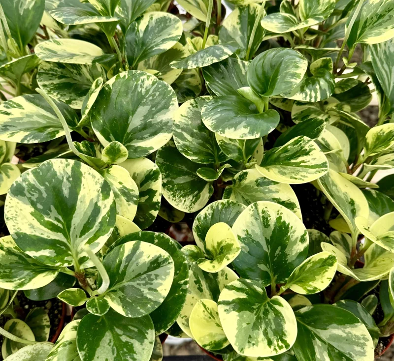 Variegated Peperomia Obtusifolia Live Plant – 4 Inch Pot – Rooted Houseplant - Image 2