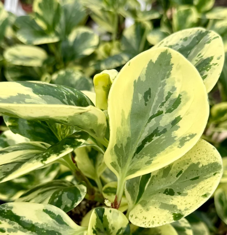 Variegated Peperomia Obtusifolia Live Plant – 4 Inch Pot – Rooted Houseplant - Image 6