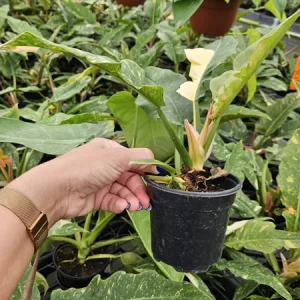 Variegated Philodendron Ring of Fire Live Plant - 4 Inch Pot - Rare Indoor Houseplant - Image 2