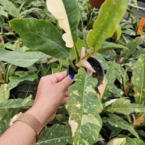 Variegated Philodendron Ring of Fire Live Plant - 4 Inch Pot - Rare Indoor Houseplant - Image 3