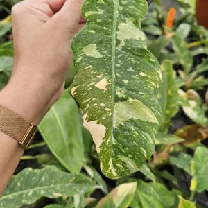 Variegated Philodendron Ring of Fire Live Plant - 4 Inch Pot - Rare Indoor Houseplant - Image 4