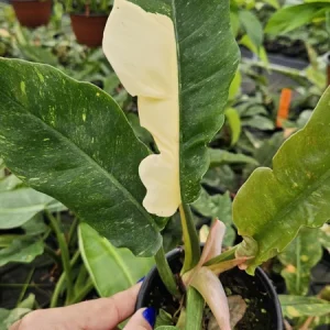 Variegated Philodendron Ring of Fire Live Plant - 4 Inch Pot - Rare Indoor Houseplant - Image 1