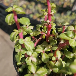 Variegated Rainbow Elephant Bush Live Plant Portulacaria afra Variegata 2in or 4in Pot - Image 3