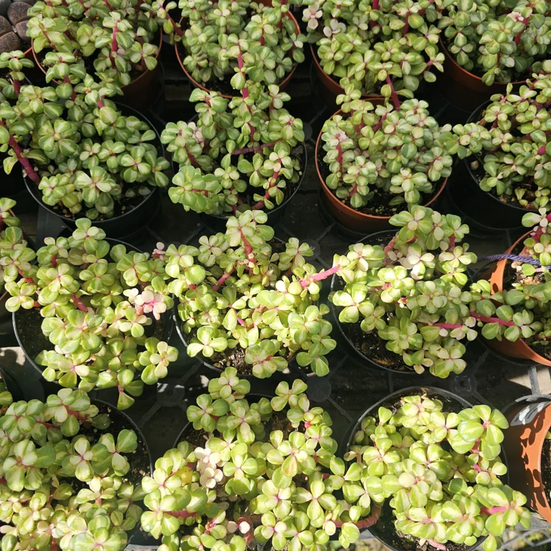 Variegated Rainbow Elephant Bush Live Plant Portulacaria afra Variegata 2in or 4in Pot - Image 4