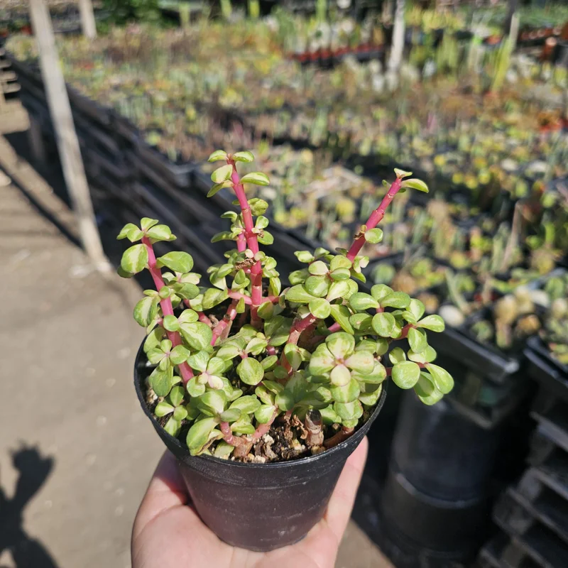 Variegated Rainbow Elephant Bush Live Plant Portulacaria afra Variegata 2in or 4in Pot - Image 5