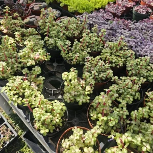 Variegated Rainbow Elephant Bush Live Plant Portulacaria afra Variegata 2in or 4in Pot - Image 6