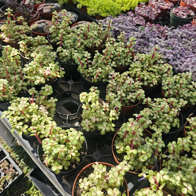 Variegated Rainbow Elephant Bush Live Plant Portulacaria afra Variegata 2in or 4in Pot - Image 6